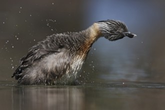 Hoary-headed Grebe (Poliocephalus poliocephalus), New South Wales, Australia, Oceania