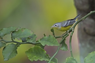Magnolia Warbler (Setophaga magnolia) juvenile perched on a branch, Peten, Guatemala, Central