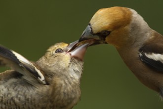 Hawfinch (Coccothraustes coccothraustes) male feeding young, Utrecht, Netherlands