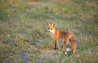 Red fox (Vulpes vulpes) Young fox looking around, Schorfheide-Chorin Biosphere Reserve,