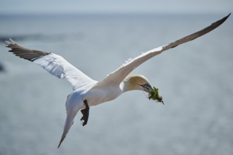 Northern gannet (Morus bassanus) flying over the sea with rivet material in the beak, wildlife,