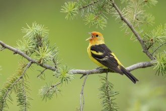 Western Tanager (Piranga ludoviciana) male singing, perched on a branch, British Columbia, Canada,