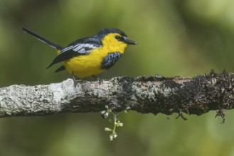 Black-breasted Boatbill (Machaerirhynchus nigripectus) perched on a branch in Papua New Guinea