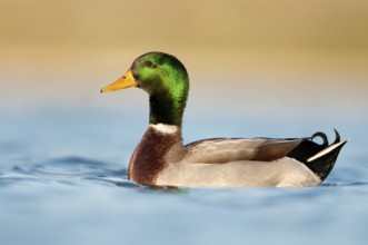 Mallard (Anas platyrhynchos) male, British Columbia, Canada, North America
