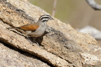 Cape Bunting (Emberiza capensis), Namibia, Africa