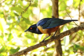 Hildebrandt's Starling (Lamprotornis hildebrandti), Tsavo West National Park, Kenya, Africa