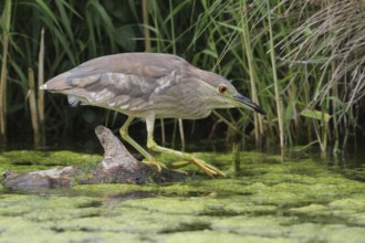 Black-crowned Night Heron (Nycticorax nycticorax), Aargau, Switzerland, Europe