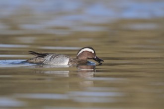 Garganey (Spatula querquedula) male, Aargau, Switzerland, Europe
