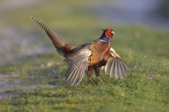 Common Pheasant (Phasianus colchicus) male mating, Lower Saxony, Germany, Europe