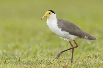Masked Lapwing (Vanellus miles) juvenile, Queensland, Australia, Oceania