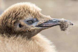 King Penguin (Aptenodytes patagonicus) juvenile, Falkland Islands, South America