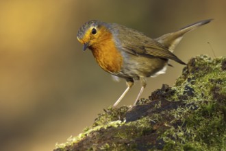 European Robin (Erithacus rubecula), Asturias, Spain, Europe