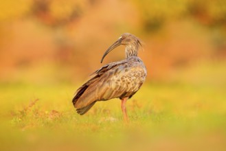 Plumbeous Ibis, Theristicus caerulescens, exotic bird in the nature habitat, bird sitting in grass