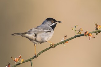 Rüppell's Warbler (Sylvia ruppeli) male, Eilat, Israel, Asia