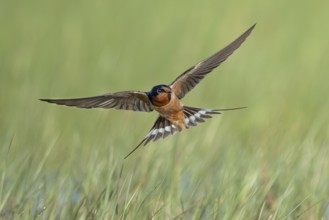 Barn Swallow (Hirundo rustica) flying, Texas, USA, North America