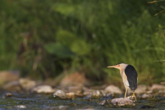 Little Bittern (Ixobrychus minutus), Lesvos, Greece, Europe