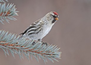Common Redpoll (Acanthis flammea), Saskatchewan, Canada, North America
