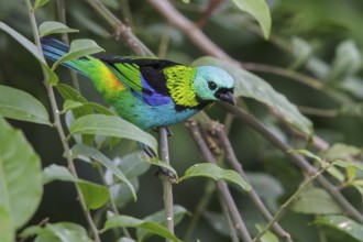 Green-headed Tanager (Tangara seledon) perched on a branch in the Atlantic rainforest of southeast