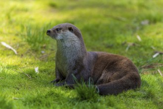 An otter sitting upright on a green meadow in a natural environment, European otter (Lutra lutra),
