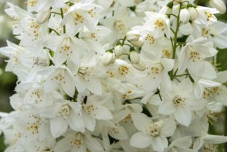 Slender deutzia (Deutzia gracilis) or mayflower bush, flowering, Baden-Württemberg, Germany, Europe