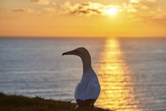 Northern gannet (Morus bassanus) standing on the cliff at sunset with the sea in the background,