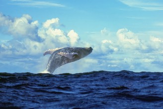 Male humpback whale (Megaptera novaeangliae) leaping high out of the water in a supine position on