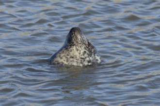 Grey seal (Halichoerus grypus) adult animal sleeping in the sea, England, United Kingdom, Europe