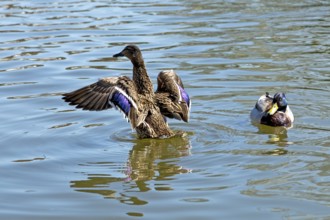 Mallard (Anas platyrhynchos) fluffing itself up, River Avon, Stratford-upon-Avon, Warwickshire,