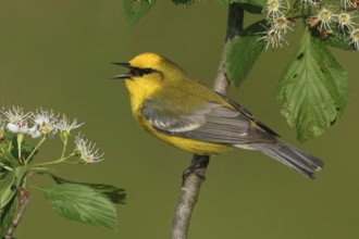 Blue-winged Warbler (Vermivora cyanoptera), Ohio, USA, North America