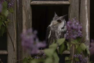 Southern White-faced Owl (Ptilopsis granti) captive, Germany, Europe