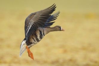 Greater White-fronted Goose (Anser albifrons) flying, North Rhine-Westphalia, Germany, Europe