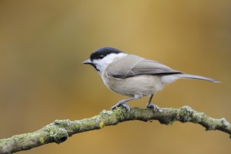 Marsh Tit (Poecile palustris), North Rhine-Westphalia, Germany, Europe