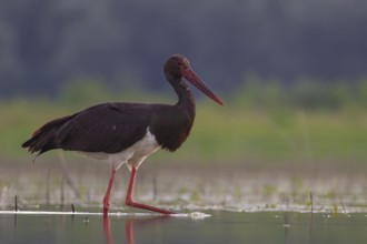 Black Stork (Ciconia nigra) foraging, Tiszaalpár, Hungary, Europe