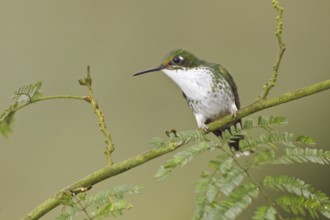 Booted Racket-tail (Ocreatus underwoodii), Ecuador, South America
