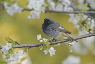 Black Redstart (Phoenicurus ochruros) male, Saxony, Germany, Europe