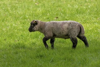 Lamb on pasture, Shottery, Stratford-upon-Avon, Warwickshire, England, Great Britain