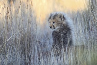 Cheetah (Acinonyx jubatus) lovely and cute cub close-up, Philippolis, South Africa, Africa