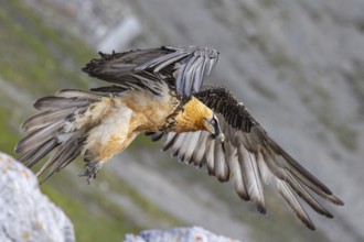 Bearded Vulture (Gypaetus barbatus) flying, Italy, Europe