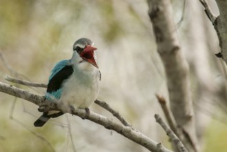 Woodland Kingfisher (Halcyon senegalensis) calling, Mpumalanga, South Africa, Africa