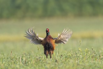 Fasan (Phasianus colchicus) Common Pheasant, male