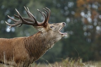 Red Deer (Cervus elaphus), stag bellowing during the rut, England, UK