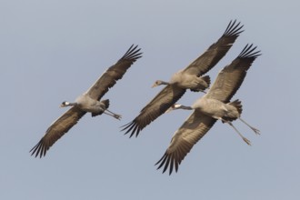 Common Crane (Grus grus) flying, Mecklenburg-Western Pomerania, Germany, Europe