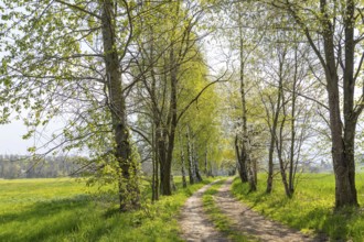 Hiking trail through a young avenue near Fördergersdorf, Kurort Hartha, Saxony, Germany, Europe