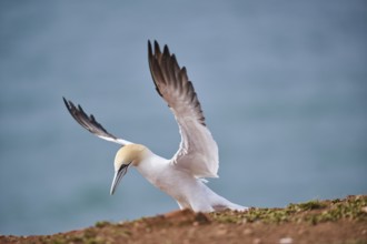 Northern gannet (Morus bassanus) flying over the sea, landing, wildlife, Helgoland, Germany, Europe
