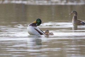 Mallard (Anas platyrhynchos) Mating Germany