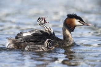 Great Crested Grebe (Podiceps Scalloped ribbonfish) with juveniles, Emsland, Lower Saxony, Germany,