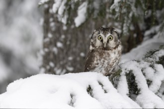 Long-eared owl (Asio otus) in a winter forest, Czech Republic, Europe