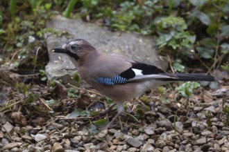 Eurasian jay (Garrulus glandarius) foraging for food, Bavaria, Germany, Europe