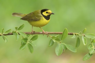Hooded Warbler (Setophaga citrina) male, Texas, USA, North America