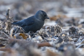 Western Jackdaw (Coloeus monedula) perched on a beach, Schleswig-Holstein, Deutschland, Germany,